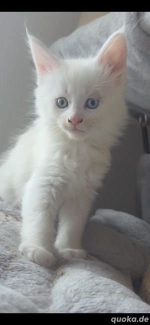 zwei farbige Maine coon babys