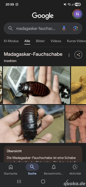 SUCHE Madagaska Fauchschaben 
