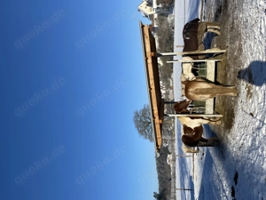 Offenstallplatz frei 