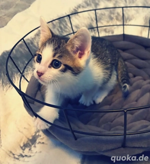 BKH x EKH zuckersüße Kitten