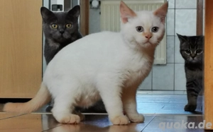 Bkh kitten reinrassig