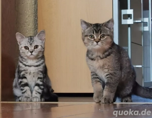 Bkh kitten reinrassig