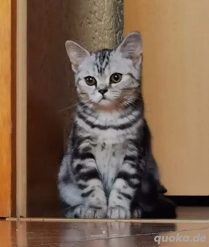 Bkh kitten reinrassig