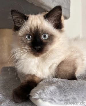 Süßer kleiner Ragdoll Prinz , sucht Traumschloss