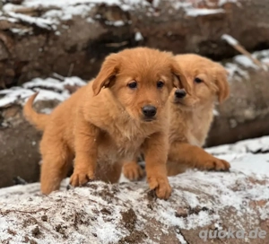 Nova Scotia Duck Tolling Retriever abzugeben