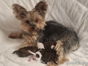 Yorkshire Terrier Welpen Schoko