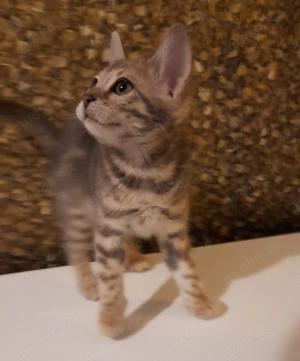 Kätzchen Kitten Bengal blue abholbereit