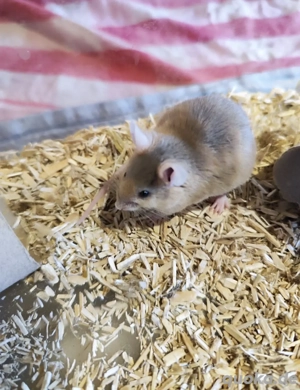 2 neugierige Farbmausböcke abzugeben