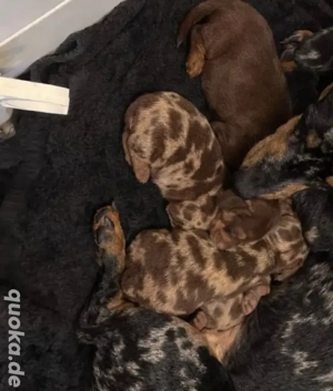 Zwergdackel Welpen suchen ein schönes Zuhause. 