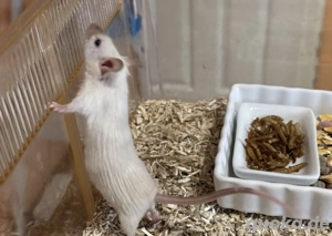 Neugierige Farbmausweibchen abzugeben + Käfig & Zubehör 