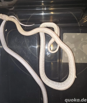 Kornnattern A. Okeetee Snow Tessera etc.