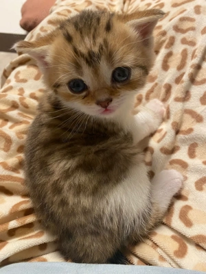 BKH Kitten Babykatzen