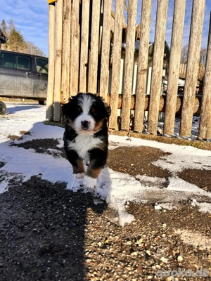 Berner Sennenhund Welpen Bild 4