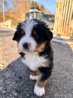 Berner Sennenhund Welpen Bild 3