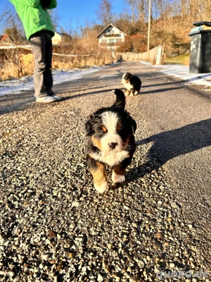 Berner Sennenhund Welpen Bild 5