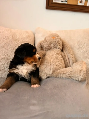 Berner Sennenhund Welpen Bild 2