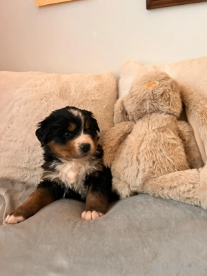 Berner Sennenhund Welpen