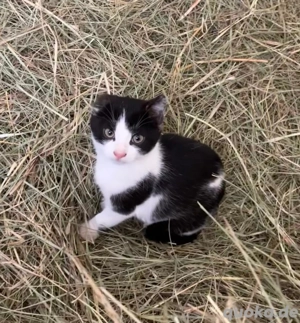 12 wochen alte kiteb 