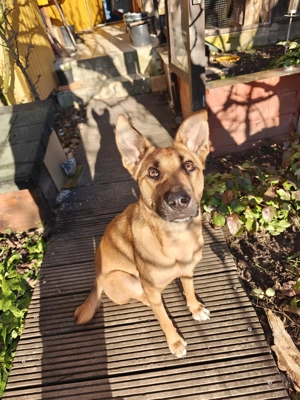 Emmy - aktive leinenführige Hündin sucht ihre Familie