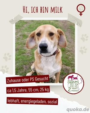Die lebhafte Milk sucht ein Zuhause oder eine Pflegestelle