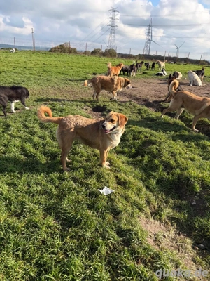 Die lebhafte Milk sucht ein Zuhause Bild 2