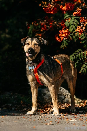 Süße Bulotschka sucht liebevolle Familie
