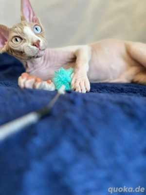 Canadian Sphynx Deckkater Schnurrhaare Oddeye Stammbaum