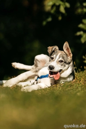 Süßer Bimka sucht sein neues Zuhause