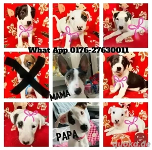 Miniatur Bullterrier Mischlinge