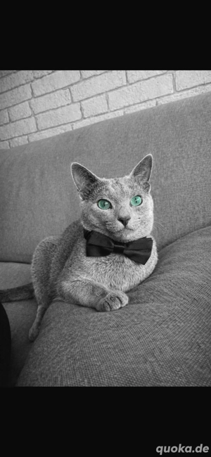 Erfahrener Russisch Blau Deckkater   helle Linie, amerikanische Art   mit exzellentem Stammbaum