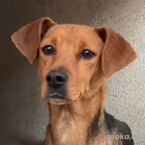 Luperca, geb. ca. 06 2024, lebt in GRIECHENLAND, im städt. Tierheim Serres 