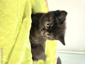 Britisch Kurzhaar und Britisch Langhaar Kitten 