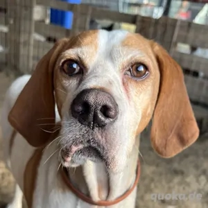 Sienna, geb. ca. 07 2023, lebt in GRIECHENLAND, auf einer privaten Pflegestelle 