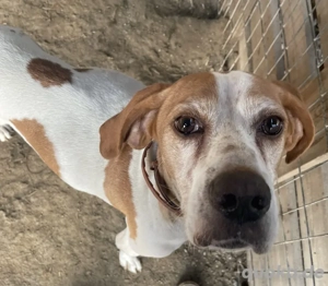 Sienna, geb. ca. 07 2023, lebt in GRIECHENLAND, auf einer privaten Pflegestelle  Bild 3
