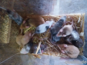 Mäuse   Farbmäuse  Bild 2