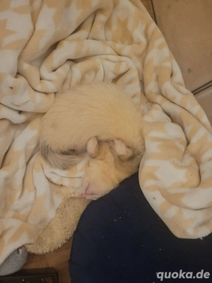 Frettchen Rüde 3 Jahre  Bild 2