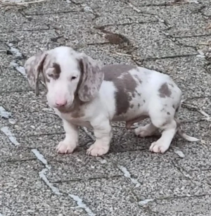 wunderschöne Zwergdackel Welpen in Sonderfarben