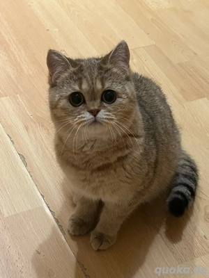 Kätzchen suchen neue Besitzer