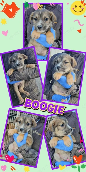 kleiner, wunderschöner Welpenjunge "Boogie" sucht ein liebevolles Zuhause