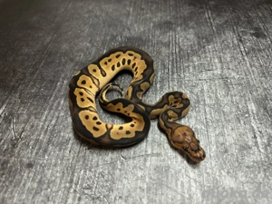 Königspython 0.1 Clown het Pied abzugeben !!!