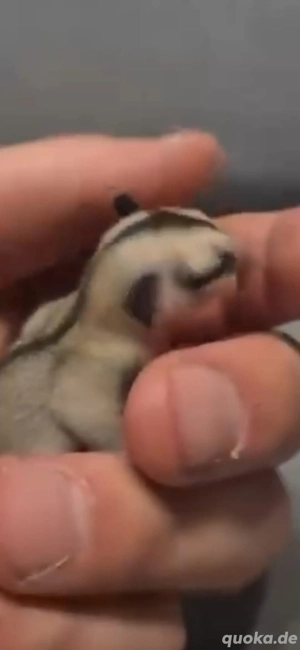 Sugar Glider