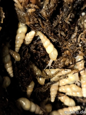 Subulina octona (Einhornschnecken) Bild 2