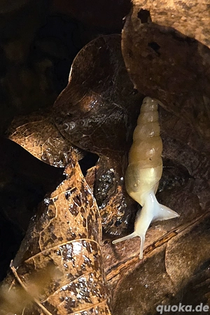 Subulina octona (Einhornschnecken) Bild 3