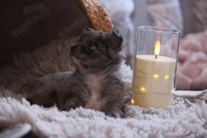 Chihuahua Langhaar Welpen Merle und Schoko Rüden