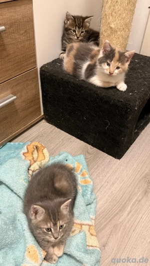 Drei Mix Kitten ab Ende Januar