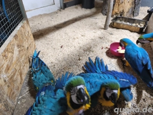 Gelbbrust Aras handzahm Bild 2