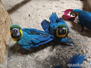 Gelbbrust Aras handzahm Bild 3