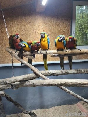 Gelbbrust Aras handzahm Bild 5