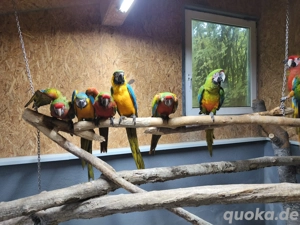 Gelbbrust Aras handzahm Bild 4