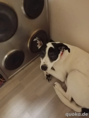 Jack Russel Dalmatiner 